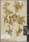 Foto von Salix alba subsp. vitellina (L.) Arcang. x Salix babylonica L.